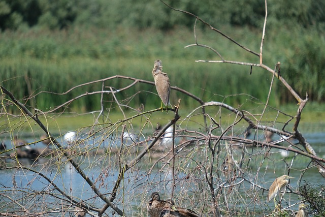Free Squaccoo Heron Birdwatching photo and picture