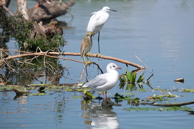 Free Little Egret Birdwatching photo and picture