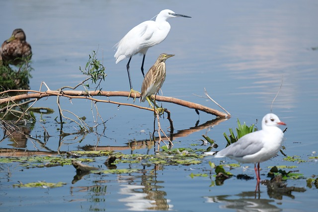 Free Little Egret Birdwatching photo and picture