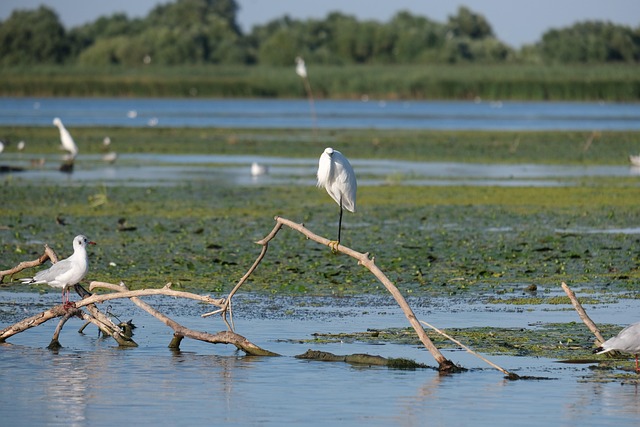 Free Little Egret Birdwatching photo and picture