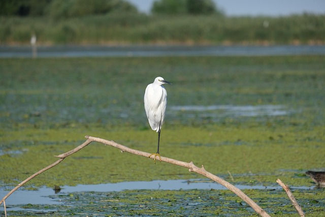 Free Little Egret Birdwatching photo and picture