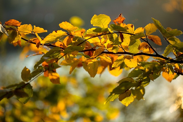 Free Fall Autumn photo and picture