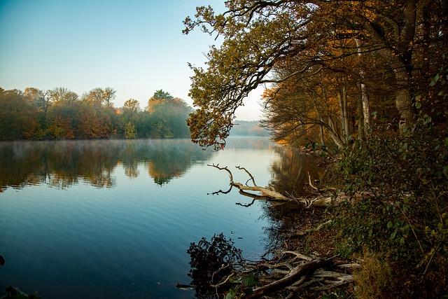Free Lake Trees photo and picture