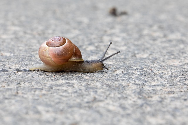 Free Snail Macro photo and picture