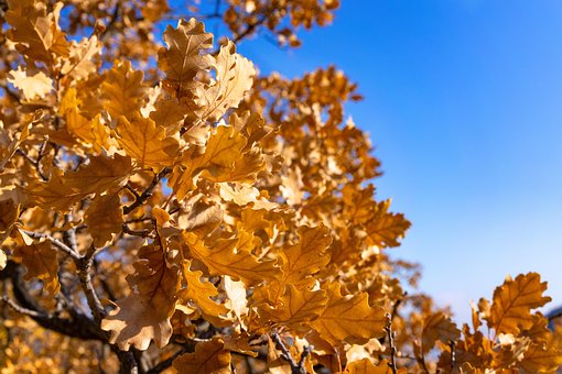 Free Autumn Autumnal photo and picture