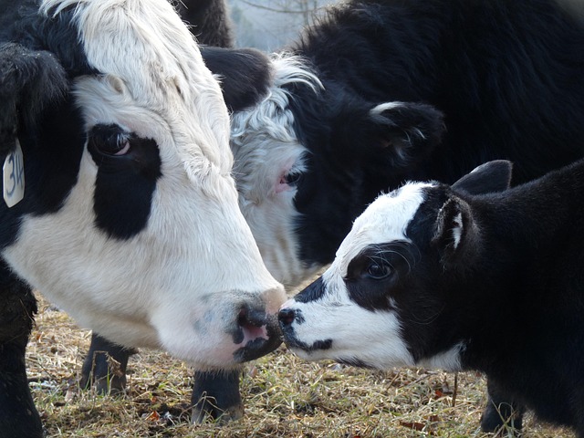 Free Cow Cows photo and picture
