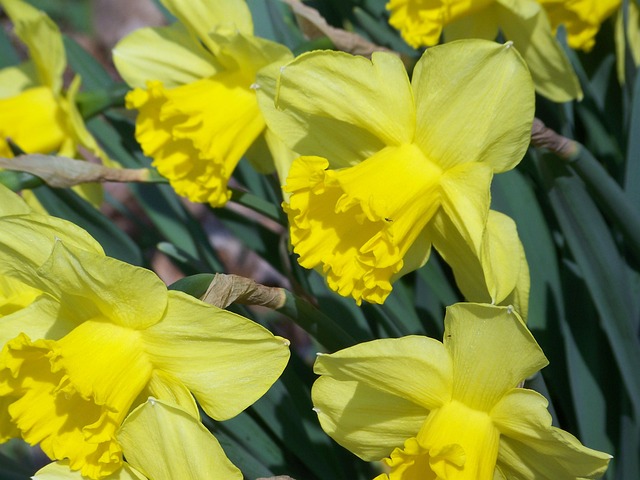 Free Daffodils Yellow Flower photo and picture