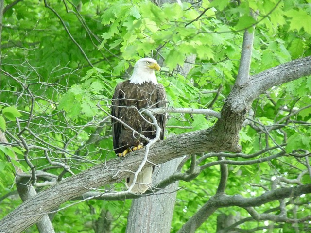 Free Eagle Eagle In Tree photo and picture