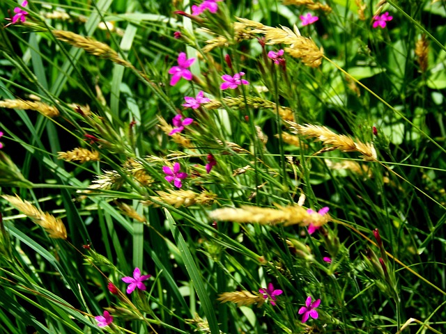 Free Grass Grasses photo and picture