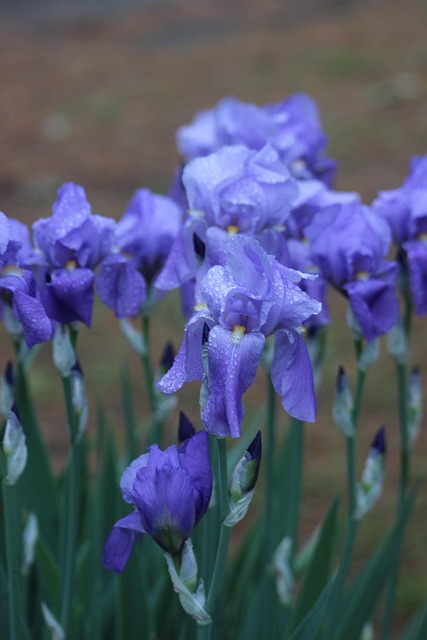 Free Iris Blue photo and picture