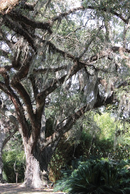 Free Mossy Oak Avery Island Botanical photo and picture