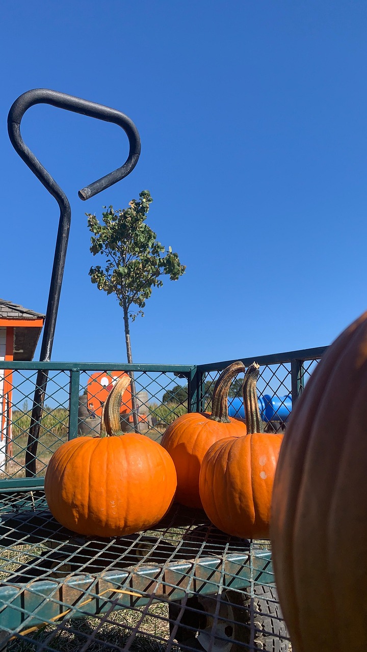Pumpkin Farm The Latest Free photo on Pixabay Pixabay