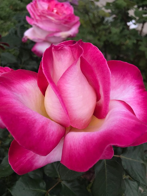 Free Pink Rose Variegated Rose photo and picture