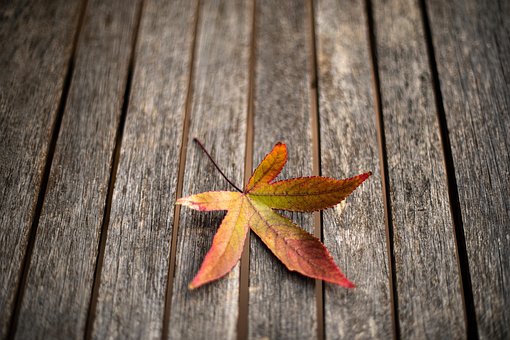 Free Winter Fall photo and picture