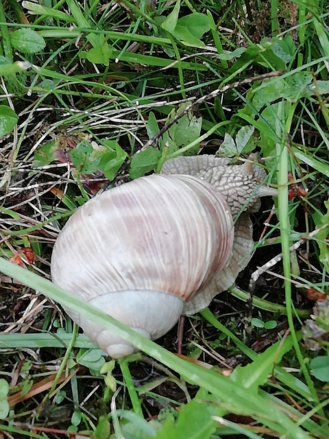 Free Snail Sweden photo and picture