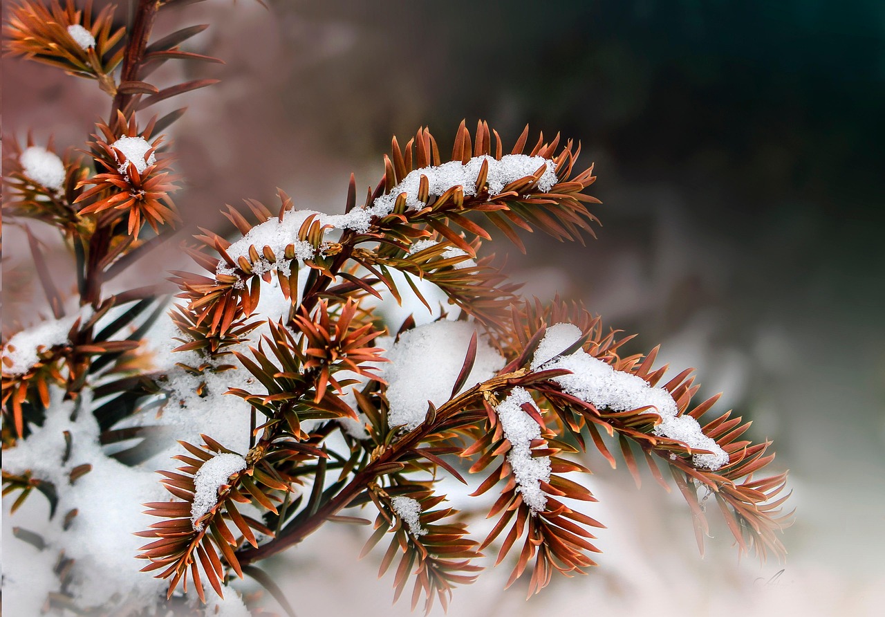 雪 霜 小枝 - Pixabay上的免费照片 - Pixabay