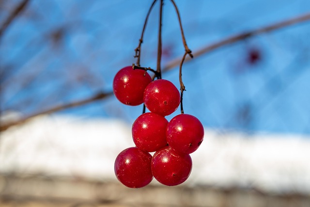 Viburnum, Rot, Beeren, Rote Beeren