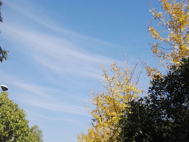 Blue Sky Autumn Colors Yellow - Free photo on Pixabay - Pixabay