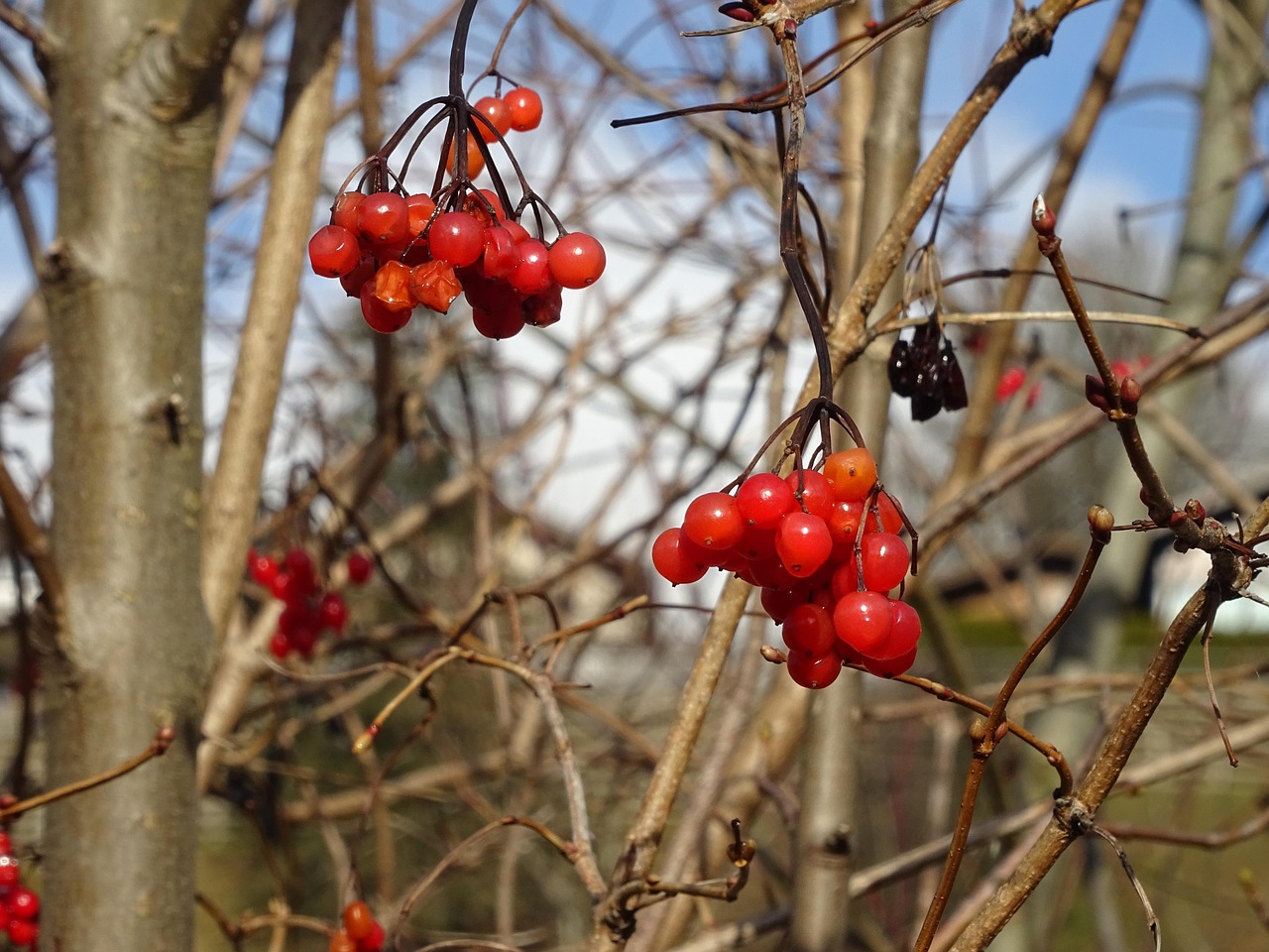 Berry Tree Red Free photo on Pixabay Pixabay