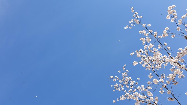 Free Cherry Blossom Tree photo and picture