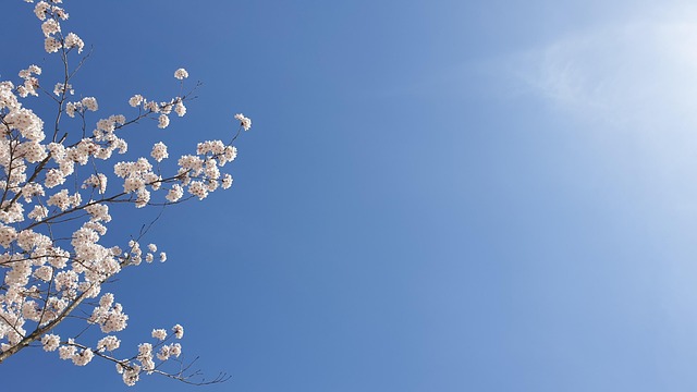 Free Cherry Blossoms Sakura photo and picture