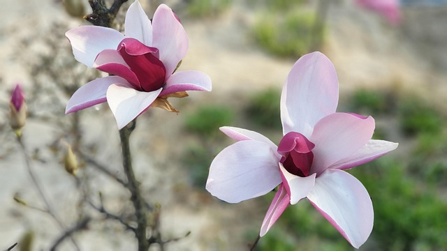 Free Flower Nature photo and picture