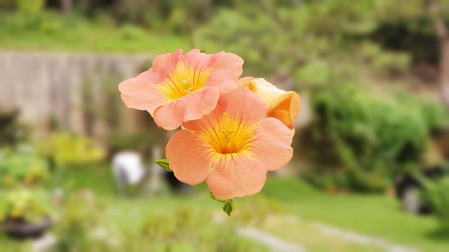 Free Flowers Petals photo and picture