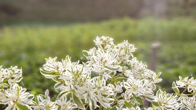 Free Flowers Blossom photo and picture