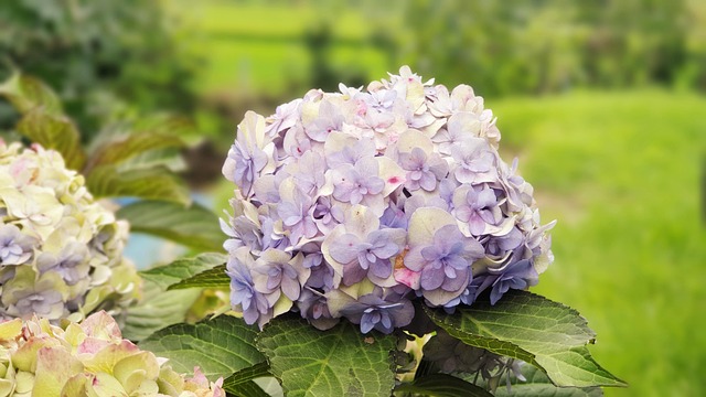 Free Flower Nature photo and picture