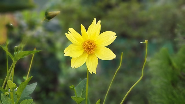 Free Flower Nature photo and picture