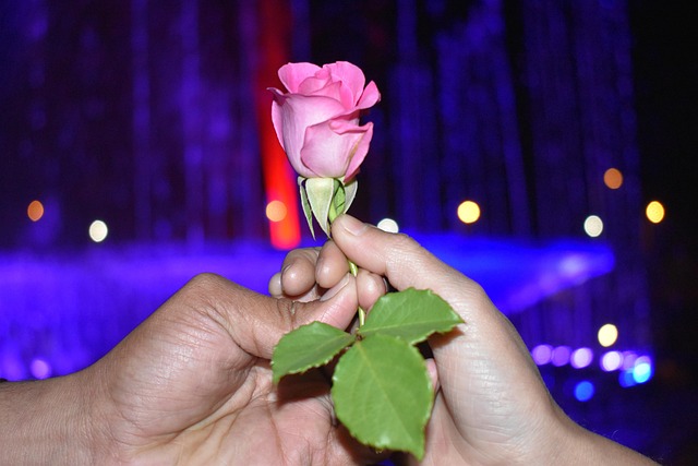 Free Proposal Rose photo and picture