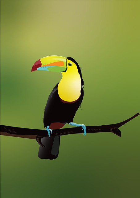 Free bird toucan tropical illustration