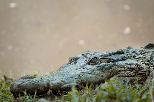Crocodil, Aligator, Iarbă, Cap, Animal