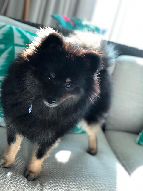 Free Dog Pomeranian photo and picture