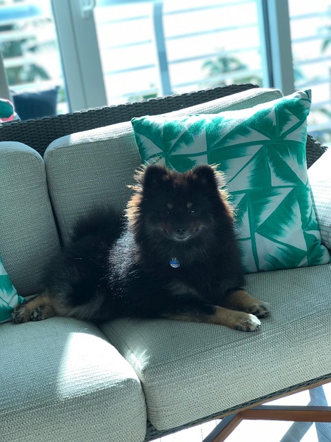 Free Dog Animal photo and picture