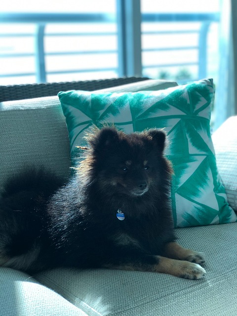 Free Dog Animal photo and picture