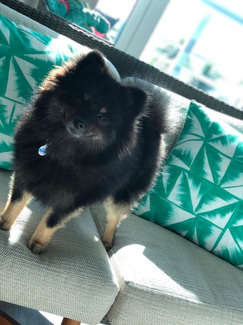 Free Dog Mascot photo and picture