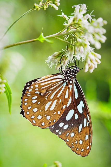 Fluture, Floare, Petale, Flori Frumoase