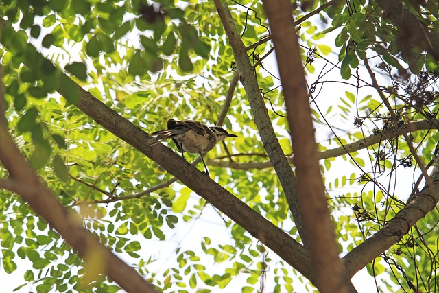 Free Tropical Bird photo and picture