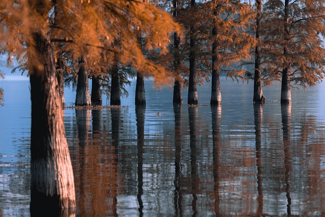 Árboles, Lago, Río, Reflexión, Bosque