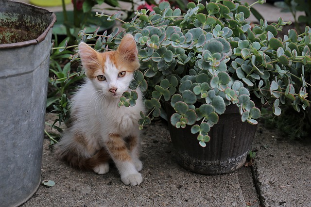 Free Ginger Cat Cat photo and picture