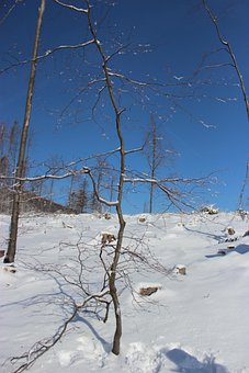 Free Winter Snow photo and picture