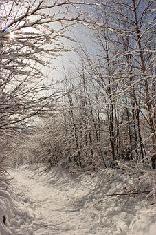 Free Trees Trail photo and picture