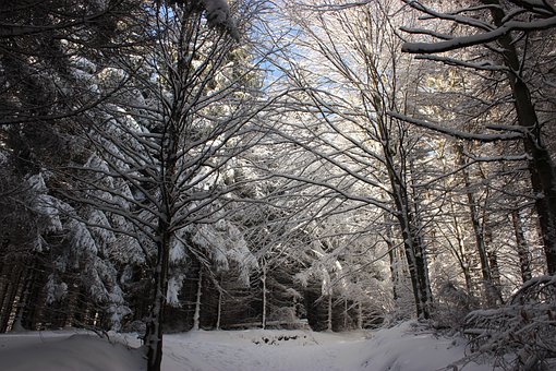 Free Winter Snow photo and picture