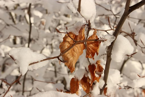 Free Winter Snow photo and picture