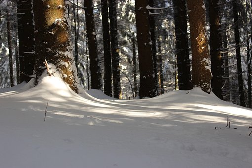Free Forest Trees photo and picture