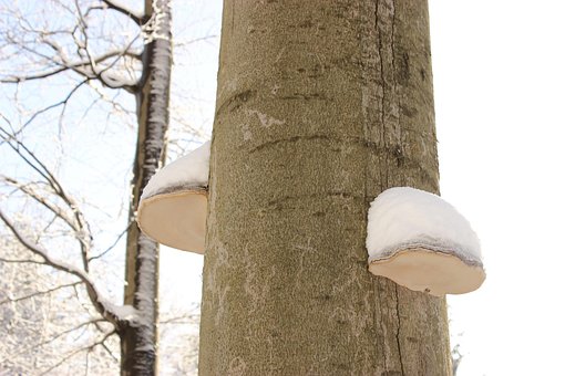 Free Winter Tree photo and picture