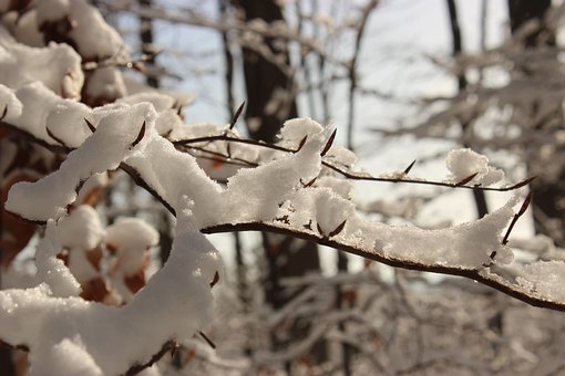 Free Branch Snow photo and picture