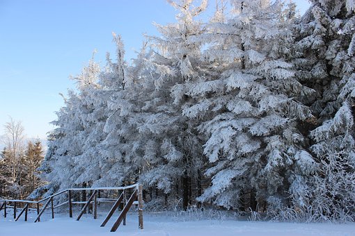 Free Forest White photo and picture