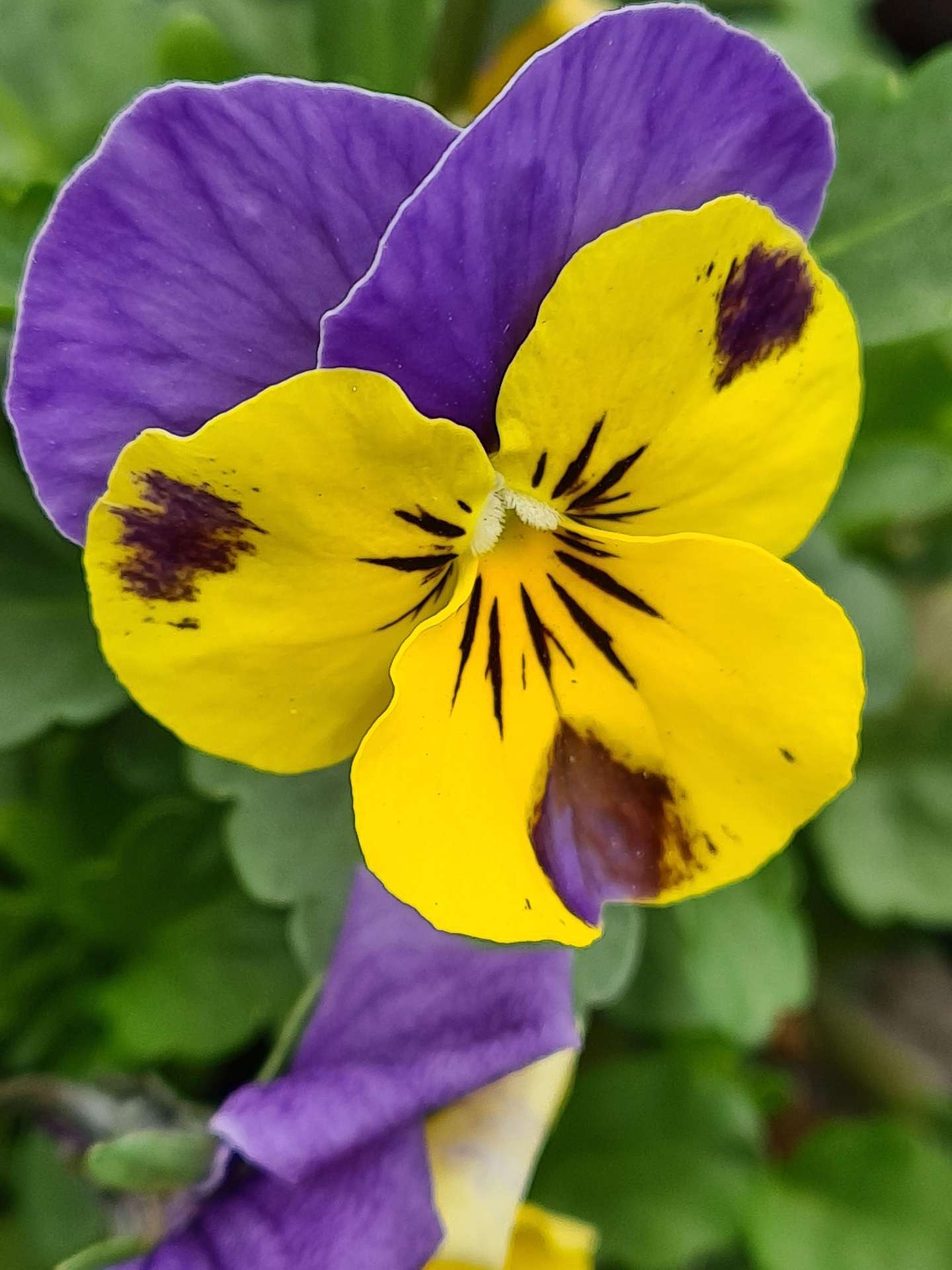 Agrosimex pixabay